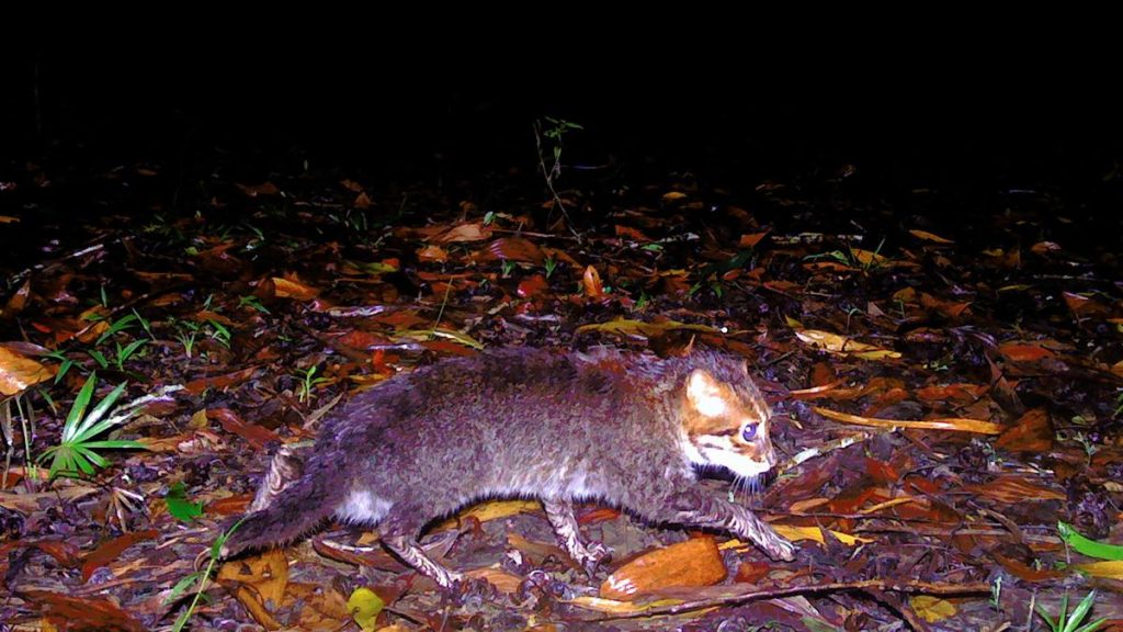 Avistan un gato salvaje que se creía extinto en Tailandia