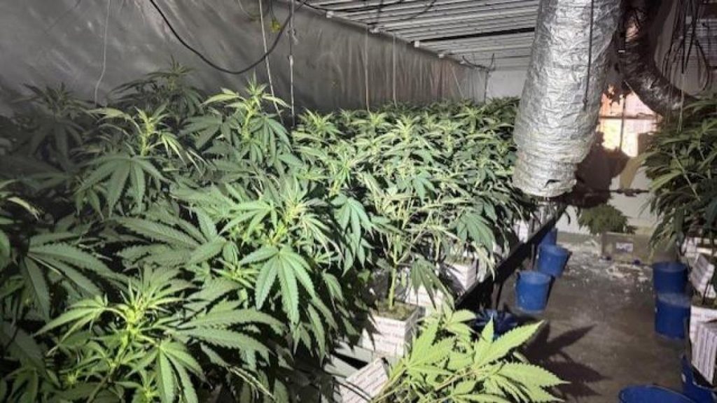 Detenidos los responsables de las plantaciones de marihuana que provocaron dos incendios en Barcelona