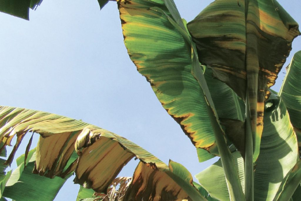 Ecuador confirma presencia del hongo Fusarium R4T yy declara emergencia fitosanitaria en el banano