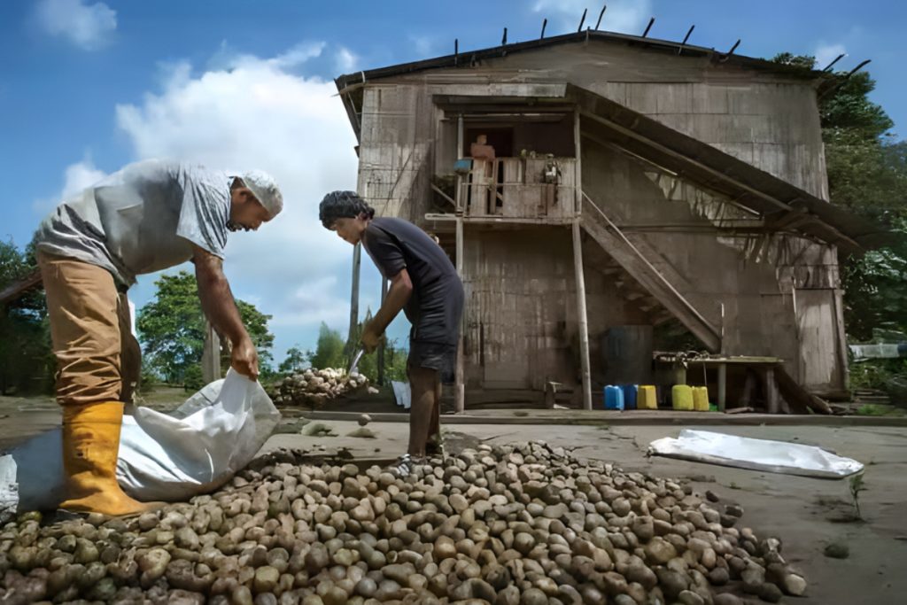 Ecuador prohíbe la exportación de semillas de tagua; este tiempo durará la medida