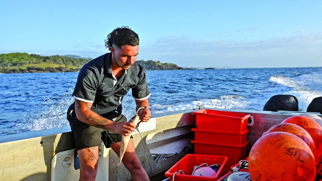 El extraño trabajo de colocar GPS a tiburones