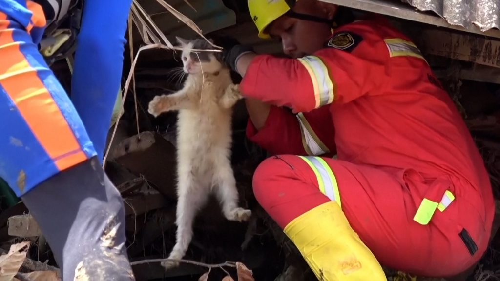 Gato es resgatado y reencontrado con dona após sobreviver una semana sem comida em meio a enchentes na Indonesia