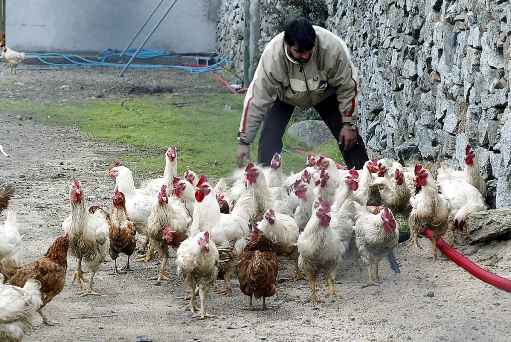 La OCU pide que se informe de que los huevos camperos han dejado de serlo por la gripe aviar. La OCU pide que se informe de que los huevos camperos han dejado de serlo por la gripe aviar.