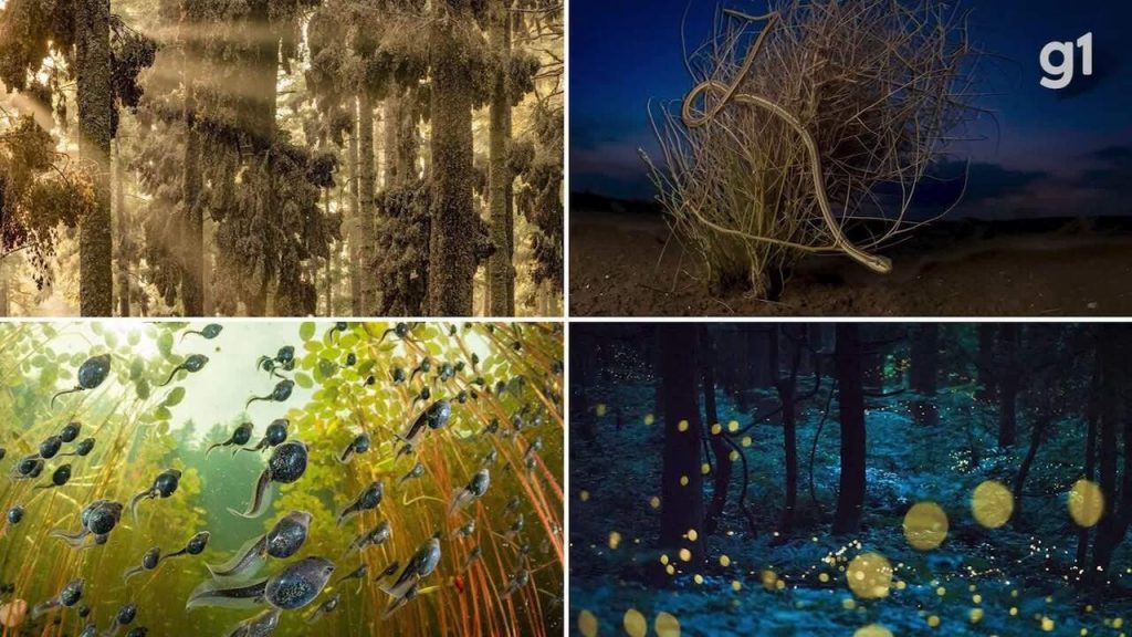 Mejores fotografías de la naturaleza de 2025