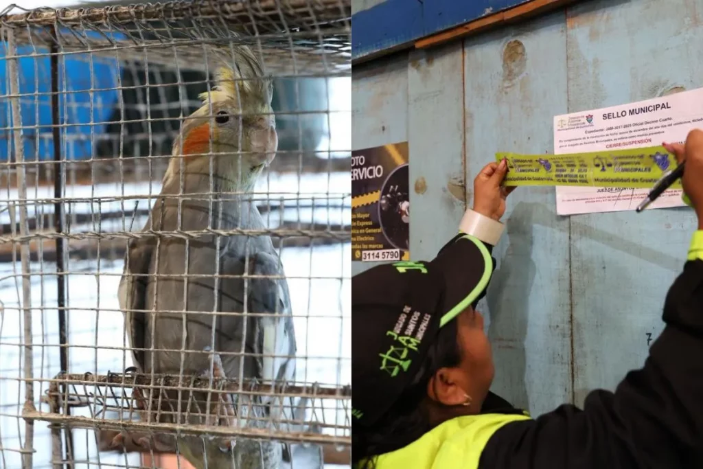 Rescatan animales que habrían sido vendidos ilegalmente en el mercado La Florida