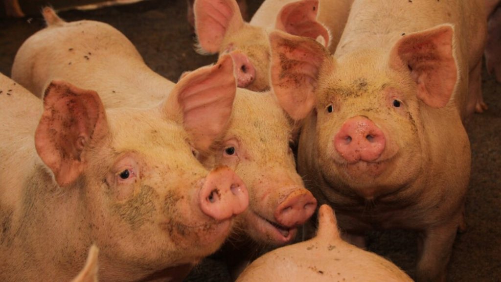 Suspender las importaciones a Chile de productos porcinos provenientes de España por virus peligrosos