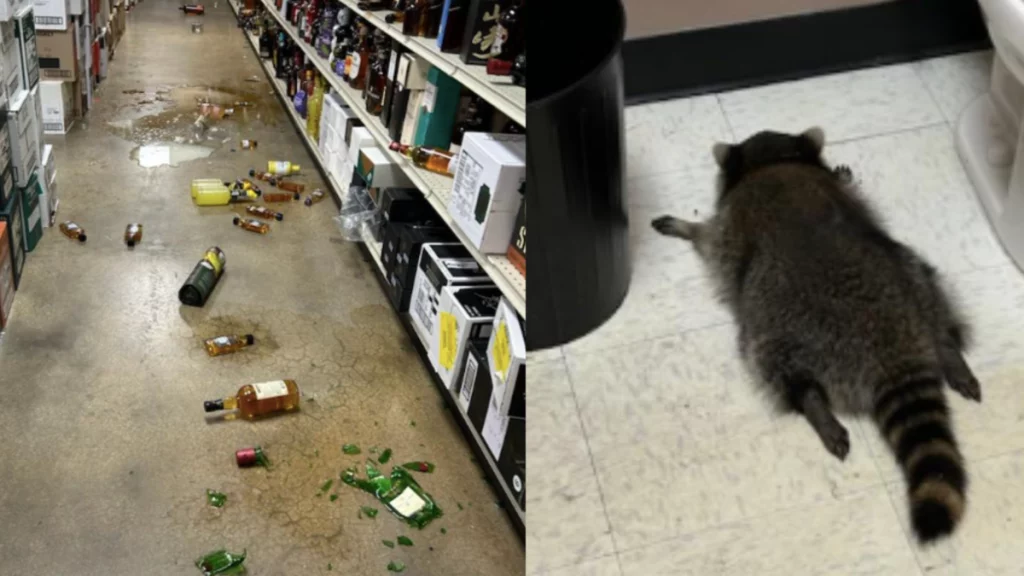 mapache entró a una licorería, robó botellas de alcohol y se quedó dormido en estado de embriaguez