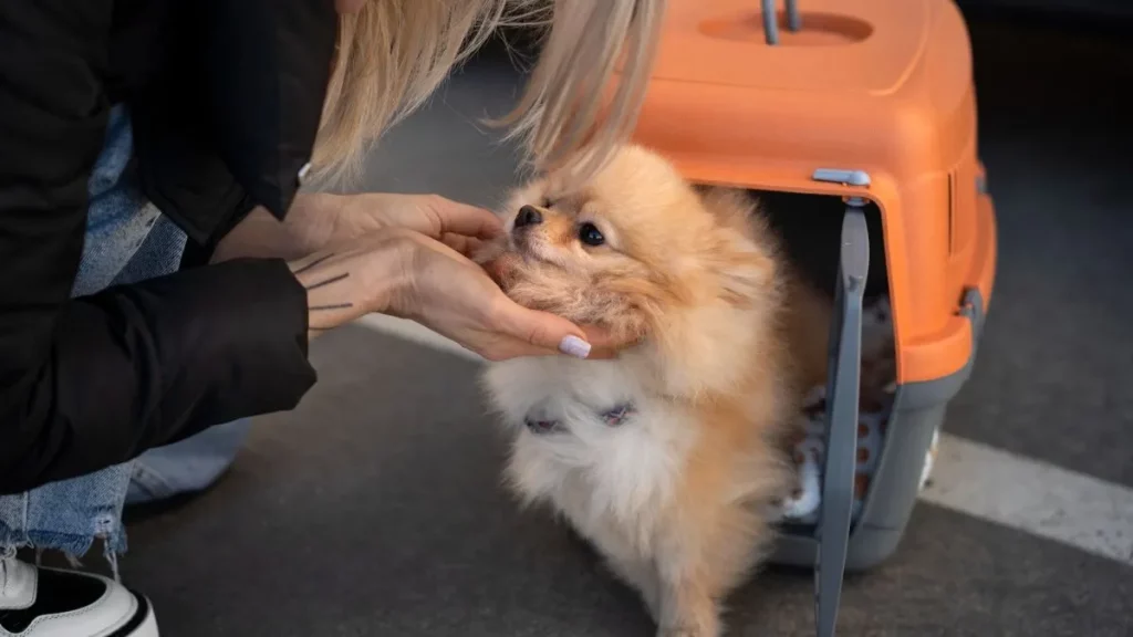 requisitos y todo lo que hay que saber