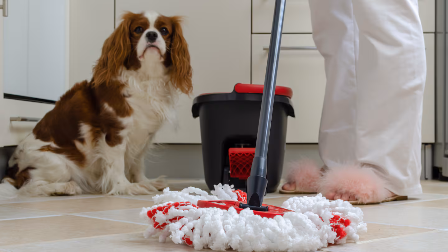 ¿Cómo quitar el olor a orina de perro en casa? Conozca la solución rápida y duradera ¿Cómo quitar el olor a orina de perro en casa? Conozca la solución rápida y duradera