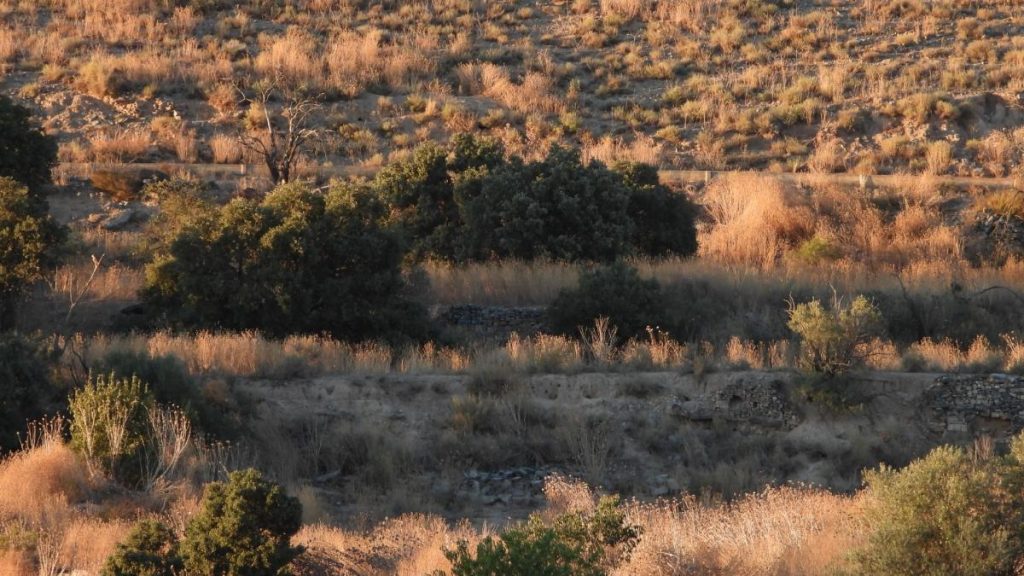 ¿Eres capaz de ver al aguilucho en menos de 30 segundos?