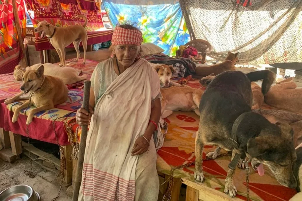 60 millones de perros callejeros de la India están pasando de ser carroñeros a defensores de territorio