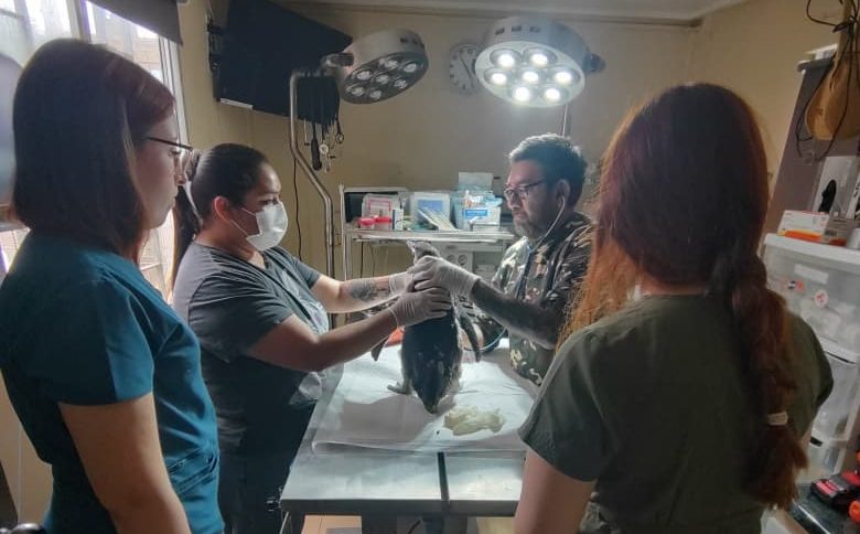 Ante aumento de veraneantes en el litoral de Atacama: Protección de la fauna marina se transforma en una prioridad Ante aumento de veraneantes en el litoral de Atacama: Protección de la fauna marina se transforma en una prioridad