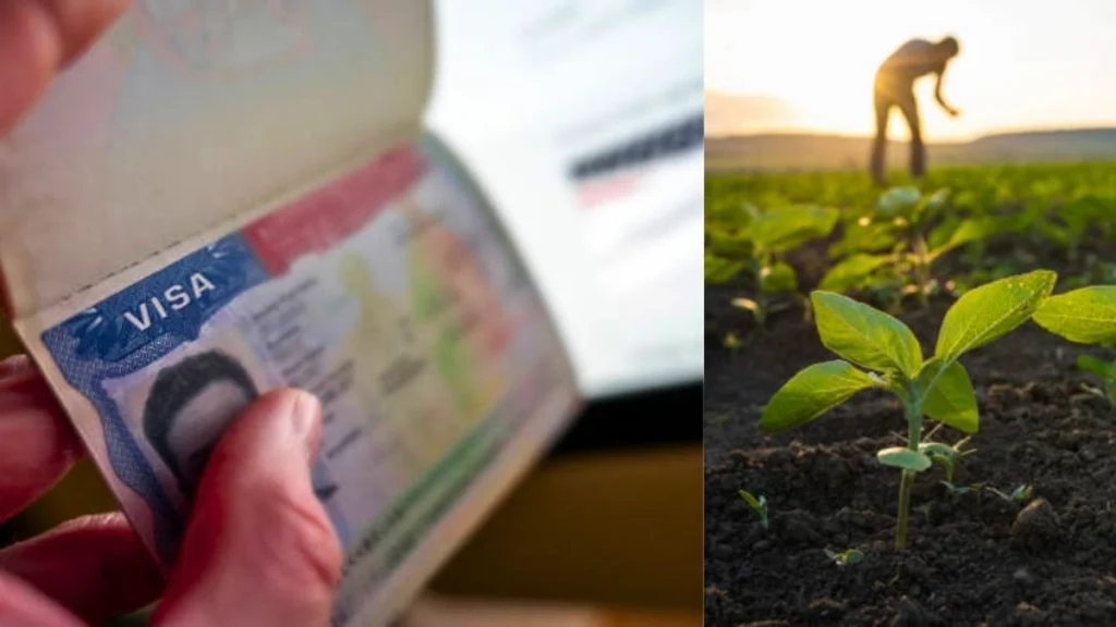 Así puede aplicar a la visa H-2A que sirve para trabajar legalmente en el sector agrícola de Estados Unidos: los requisitos de elegibilidad