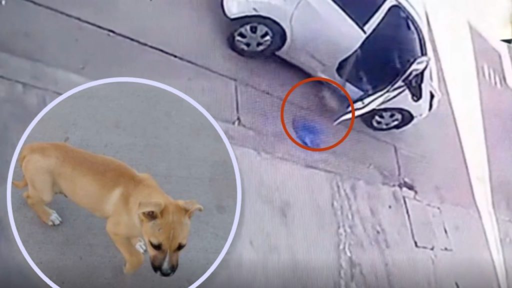 Avientan a un cachorrito a la calle con todo y su cobija desde un auto, graban a los culpables: VIDEO