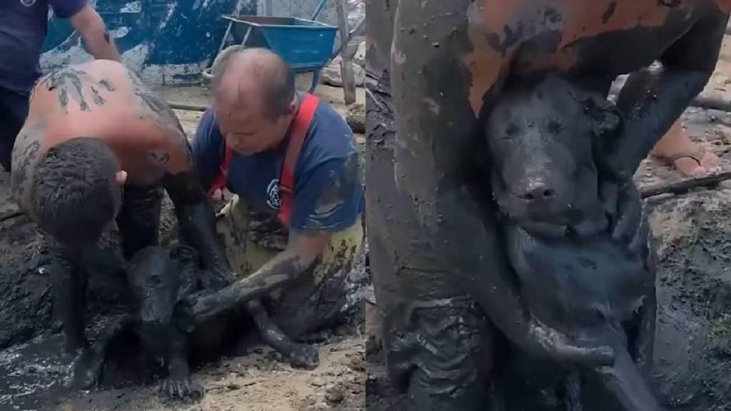 Bomberos rescatan al Capitán, perro atorado en el drenaje en Argentina