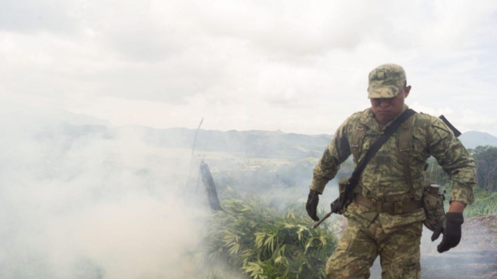 Defensa destruye cuatro plantíos de mariguana en Chiapas