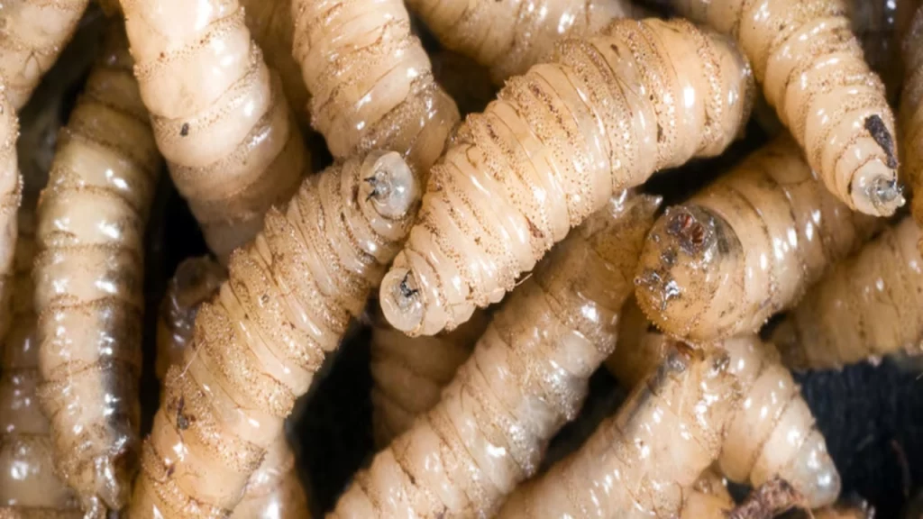 Detectan dos nuevos casos de gusano barrenador en el centro y norte del país