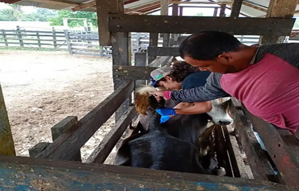 El Maga activó protocolos sanitarios en Petén ante la muerte súbita de un bovino, aún deben analizar las pruebas