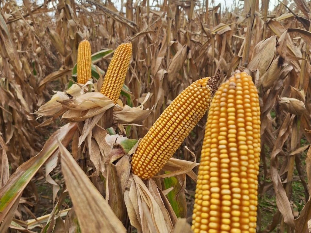 El alcohol... ¿mata?, ¿o manda?