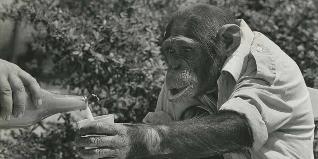 El finolis del Zoo de Madrid que usaba servilleta El finolis del Zoo de Madrid que usaba servilleta