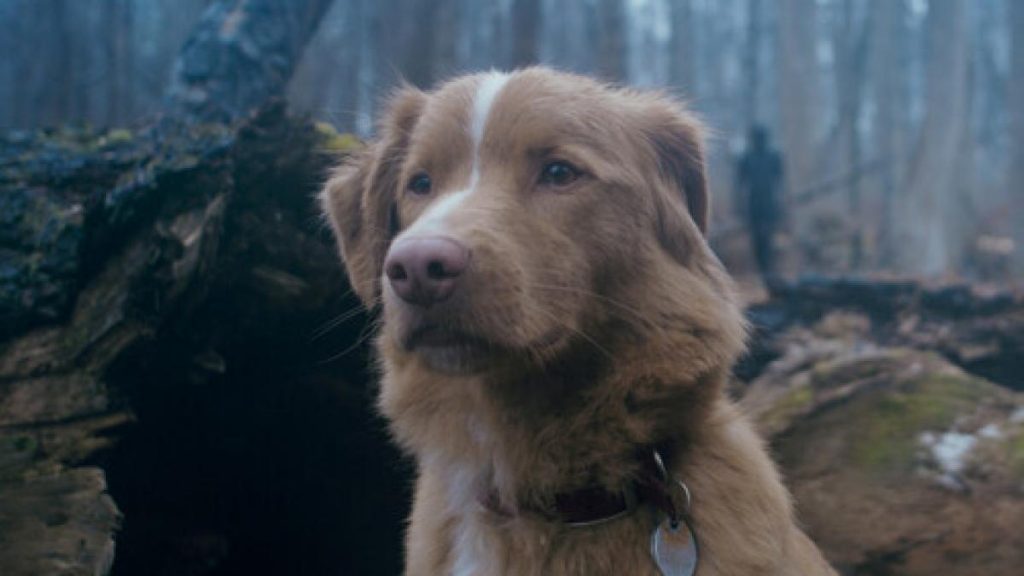 El perro de 'Good boy' hace historia al ganar el premio Astra a la mejor actuación