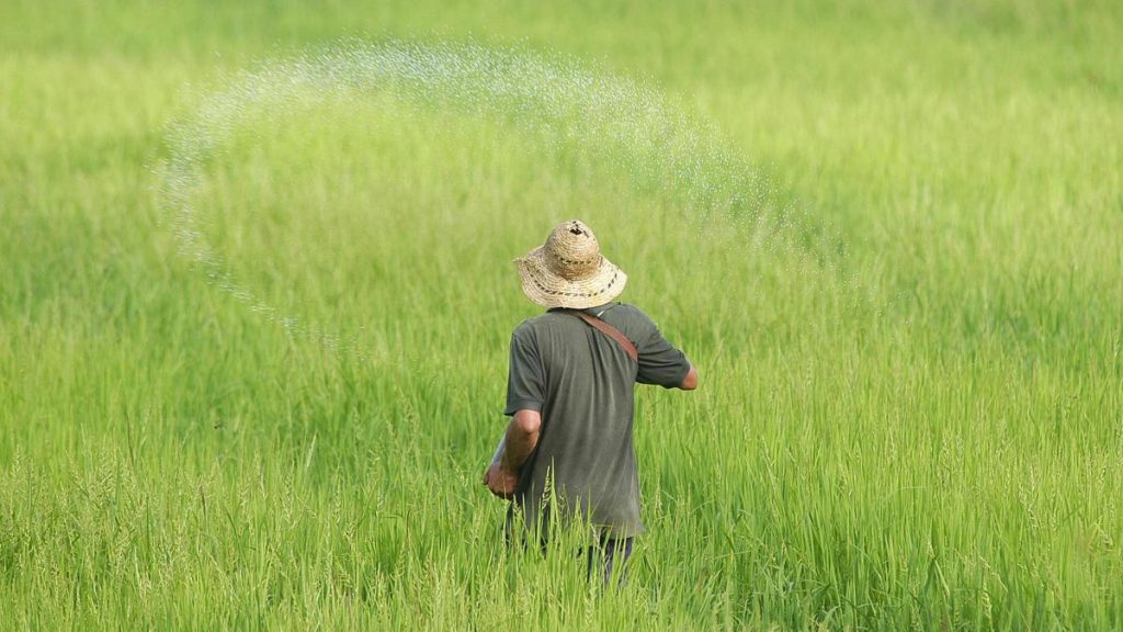 Fedearroz le pide al Gobierno retirar 250.000 toneladas de arroz para garantizar la cosecha