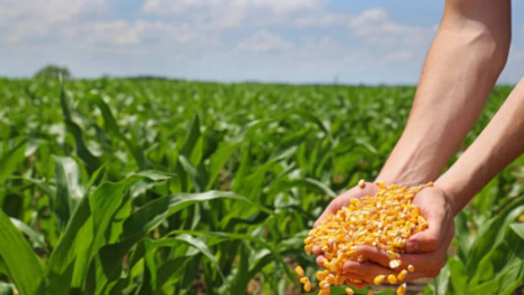 Finagro marca récord histórico de crédito, entregó $ 48,1 billones en 2025 a quienes cultivan el campo colombiano