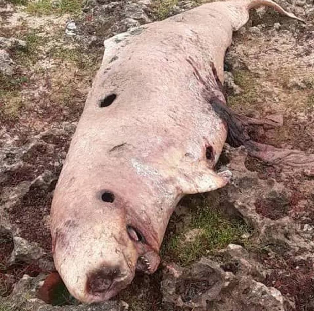 Hallan muerto en la costa de Matanzas un cachalote pigmeo, especie rara de aguas profundas