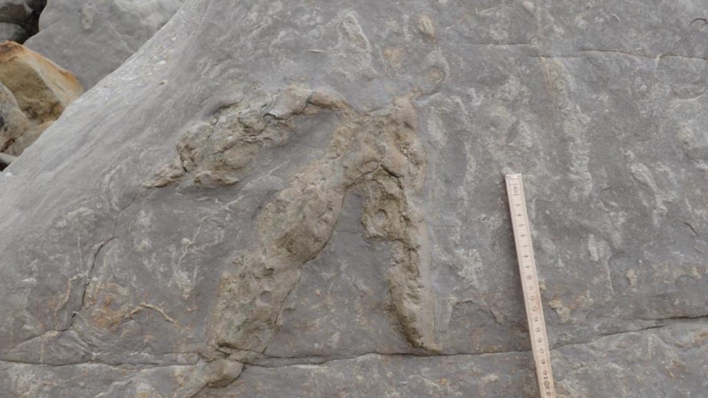 IA permite identificar huellas de dinosaurios con alta precisión científica IA permite identificar huellas de dinosaurios con alta precisión científica