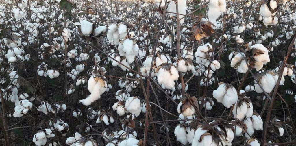 La agroindustria algodonera-textil calcula y reduce su huella de carbono