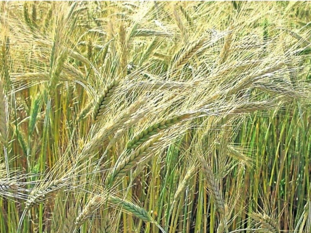 La cebada no se quiso quedar atrás y cerró la mejor cosecha en 10 años