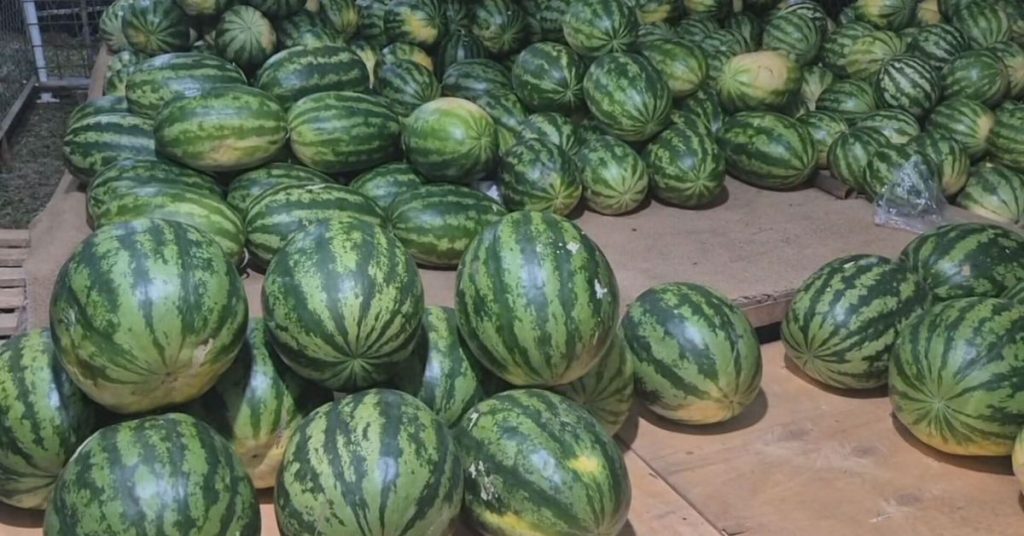 La sandía calobreña vuelve a ser protagonista en su feria anual - Nacionales