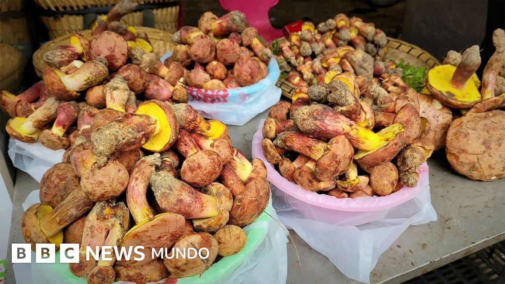 Los científicos que tratan de descifrar el misterio de los hongos que hacen alucinar a la gente con decenas de humanos diminutos. Los científicos que tratan de descifrar el misterio de los hongos que hacen alucinar a la gente con decenas de humanos diminutos.