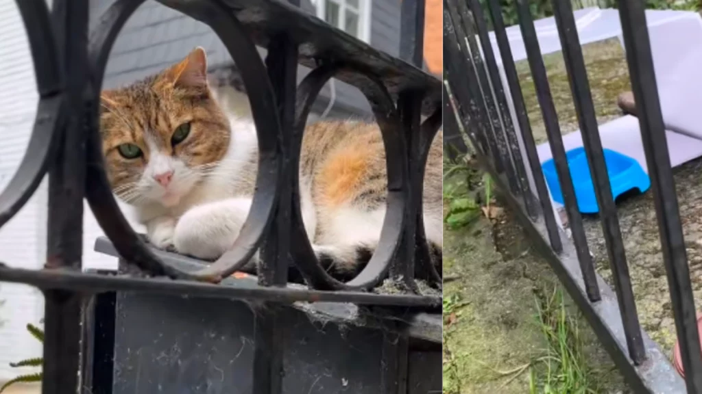 Mujer se fue de vacaciones y abandonó a su gata con un mensaje desolador