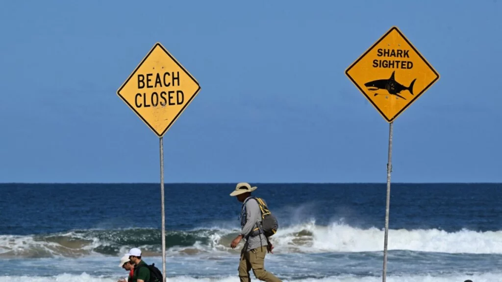 Niño de 12 años permanece en estado crítico tras ataque de tiburón en una playa del puerto de Sídney, Australia: esto es lo que se sabe