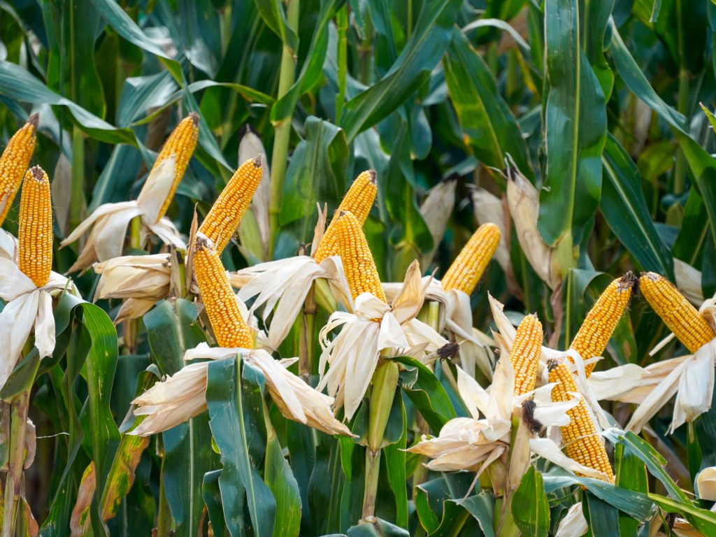 Proyectan una cosecha récord de maíz de 62 millones de toneladas, pero las lluvias tendrán que hacer su parte