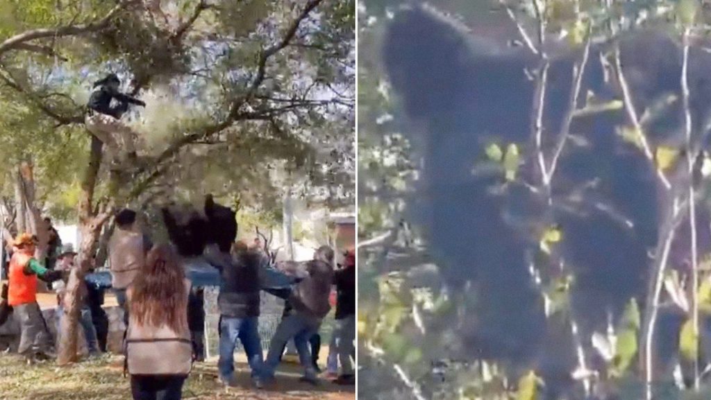 Rescatan a un oso en un gran operativo en zona residencial en México (VIDEO)