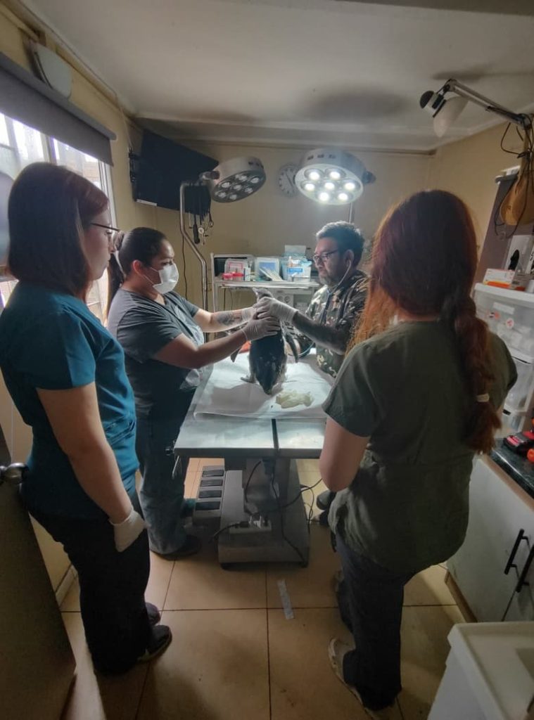 Sernapesca hace un llamado a cuidar la fauna marina protegida Sernapesca hace un llamado a cuidar la fauna marina protegida