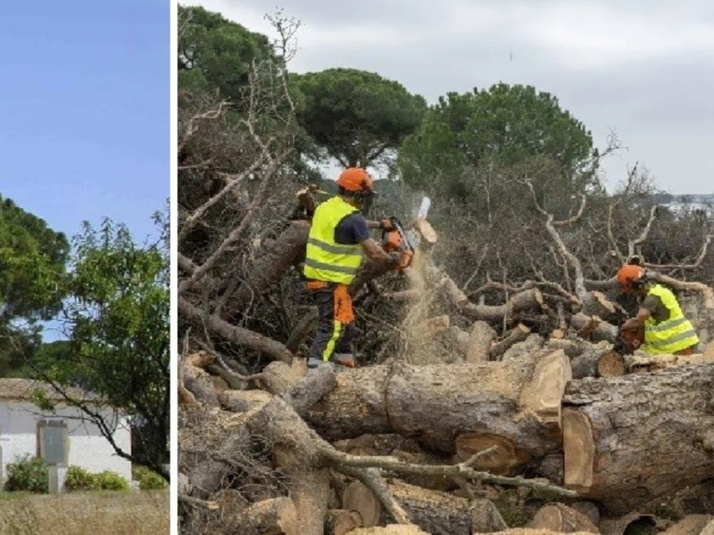 Tiraron en España el pino debajo del que está enterrado el burro del famoso poema 'Platero y yo'