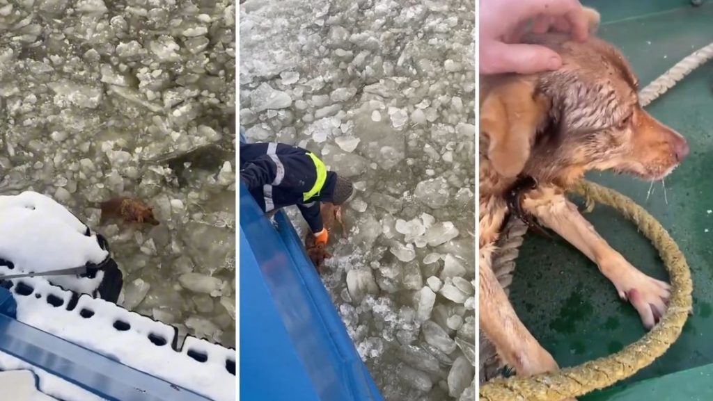 VIDEO: Marineros rusos rescatan perro de una 'trampa' helada