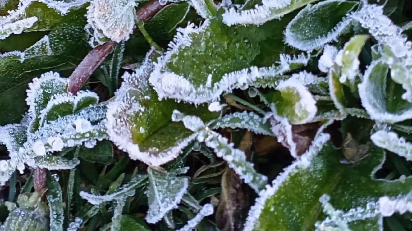 Vea al volcán Irazú cubierto de escarcha por las bajas temperaturas de estos días Vea al volcán Irazú cubierto de escarcha por las bajas temperaturas de estos días
