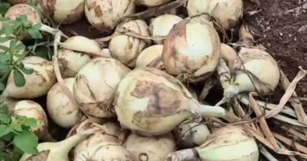 Vídeo | Productores de cebolla se reúnen con empresas comercializadoras - Vídeos