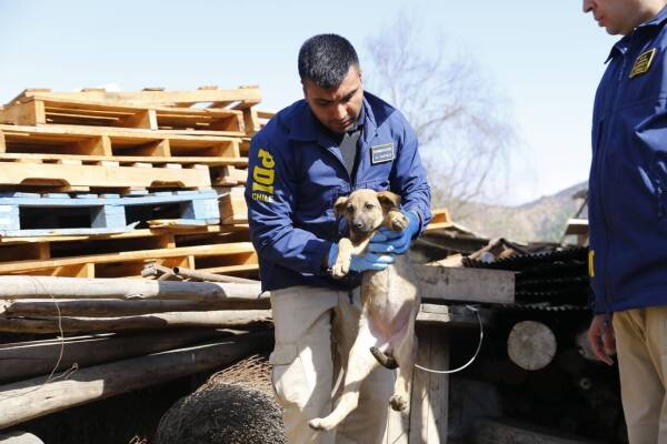 Video viral destapa caso de crueldad animal en faena minera y termina con un sujeto formalizado Video viral destapa caso de crueldad animal en faena minera y termina con un sujeto formalizado