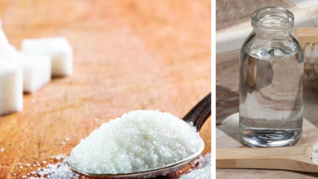 el método casero que puede ayudar a eliminar cucarachas sin usar insecticidas químicos