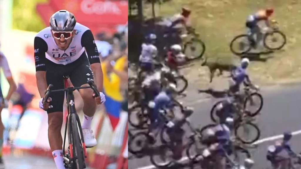 sufrió un violento accidente por un canguro y se retiró del Tour Down Under (video) sufrió un violento accidente por un canguro y se retiró del Tour Down Under (video)