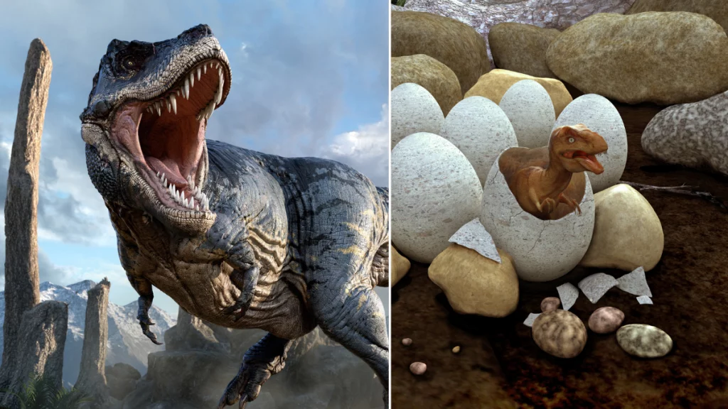 ¿Cuánto tardaba un T.rex en ser adulto? Nuevos hallazgos muestran que su crecimiento era lento para un depredador tan temible