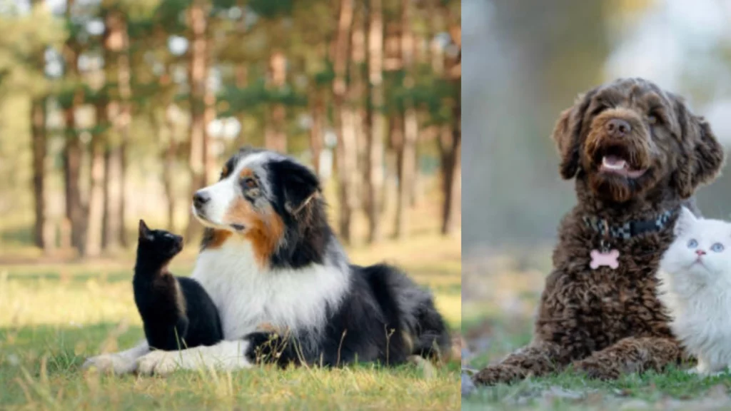 ¿Existen los perros y gatos hipoalergénicos? Lo que deben hacer las personas alérgicas a su pelo