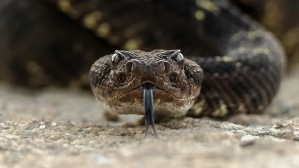 Alerta en San Antonio: SAG despliega operativo tras avistamiento de serpiente cascabel