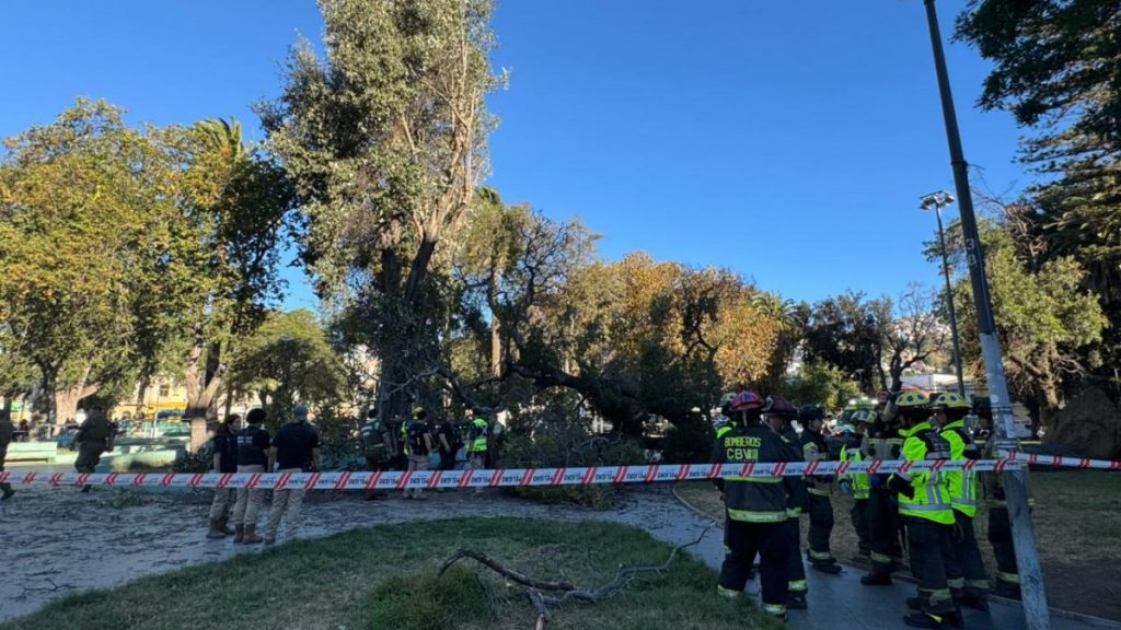 Árbol cayó y mató a un joven que estaba sentado en el céntrico Parque Italia de Valparaíso Árbol cayó y mató a un joven que estaba sentado en el céntrico Parque Italia de Valparaíso
