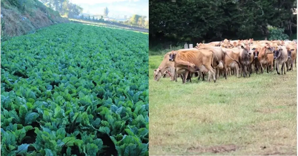 Descenso de temperaturas por frente frío amenaza producción agrícola y pecuaria Descenso de temperaturas por frente frío amenaza producción agrícola y pecuaria